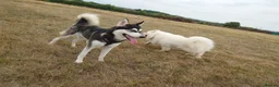 Utonagan dogs for sale: Loving Husky/Malamute for rehoming - Advert 7