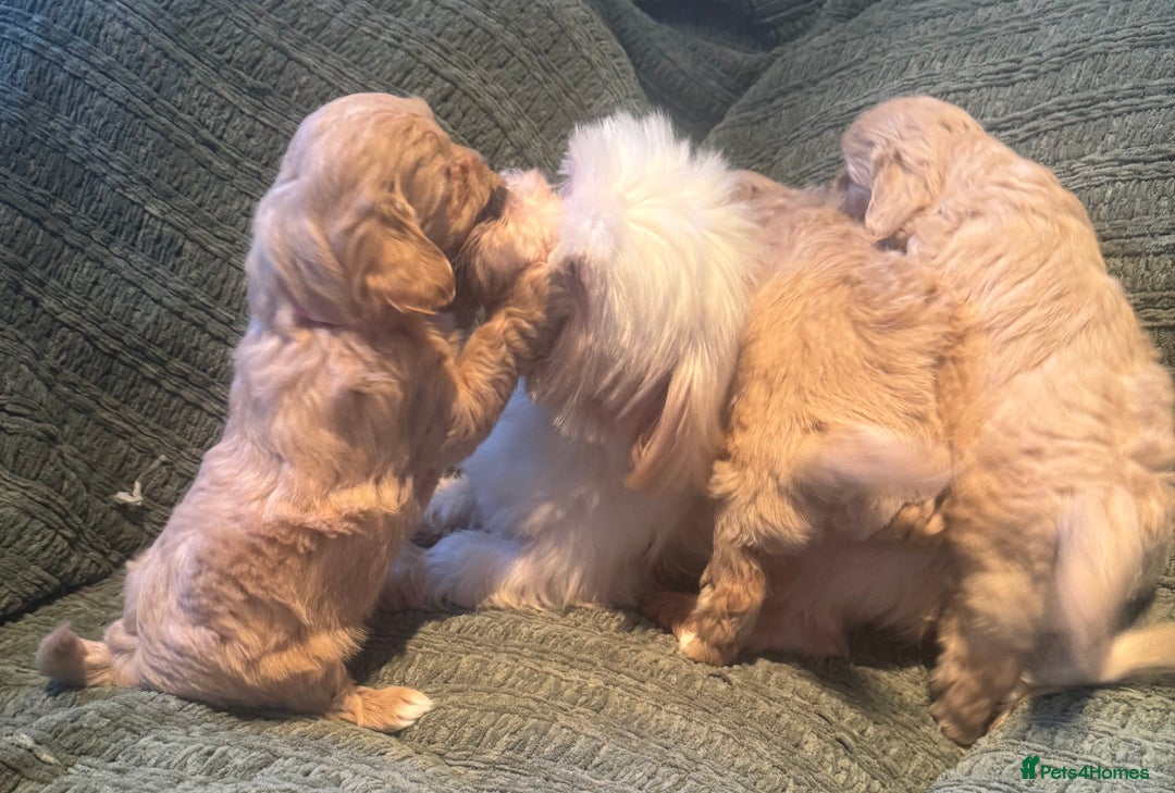 Maltipoo dogs for sale: Biscuit coloured maltipoo puppies - Advert 11