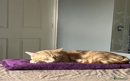 Mixed Breed cats for sale: Rehoming message for lower price - Image 4