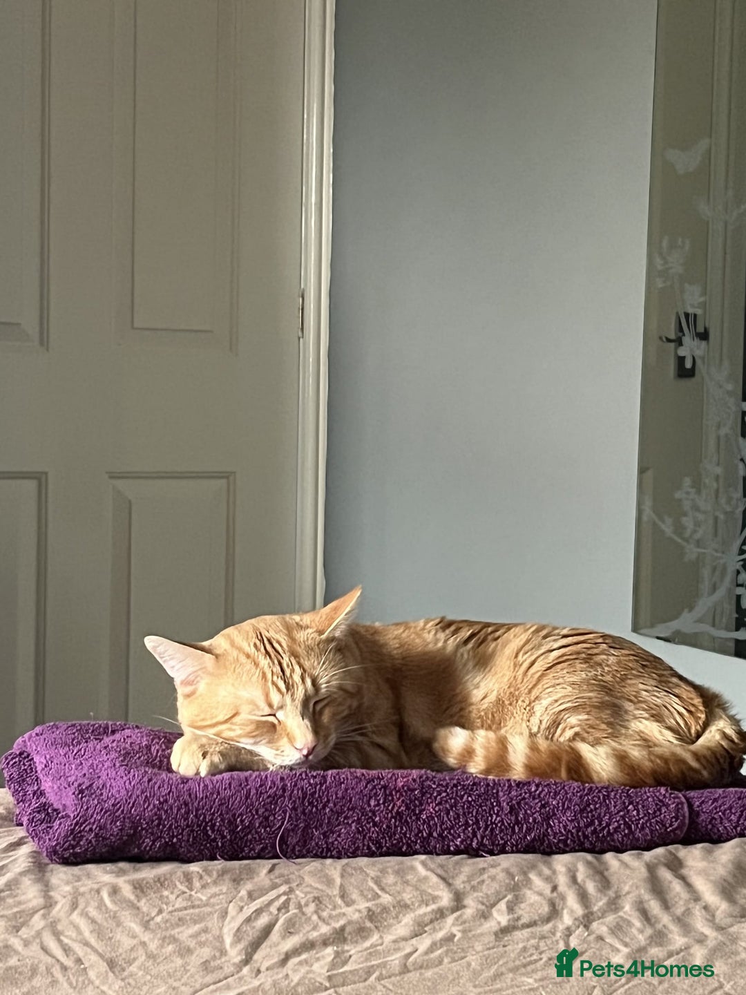 Mixed Breed cats for sale: Rehoming message for lower price - Image 4