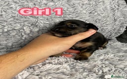 Dachshund dogs for sale: Long haired dachshunds - Image 13