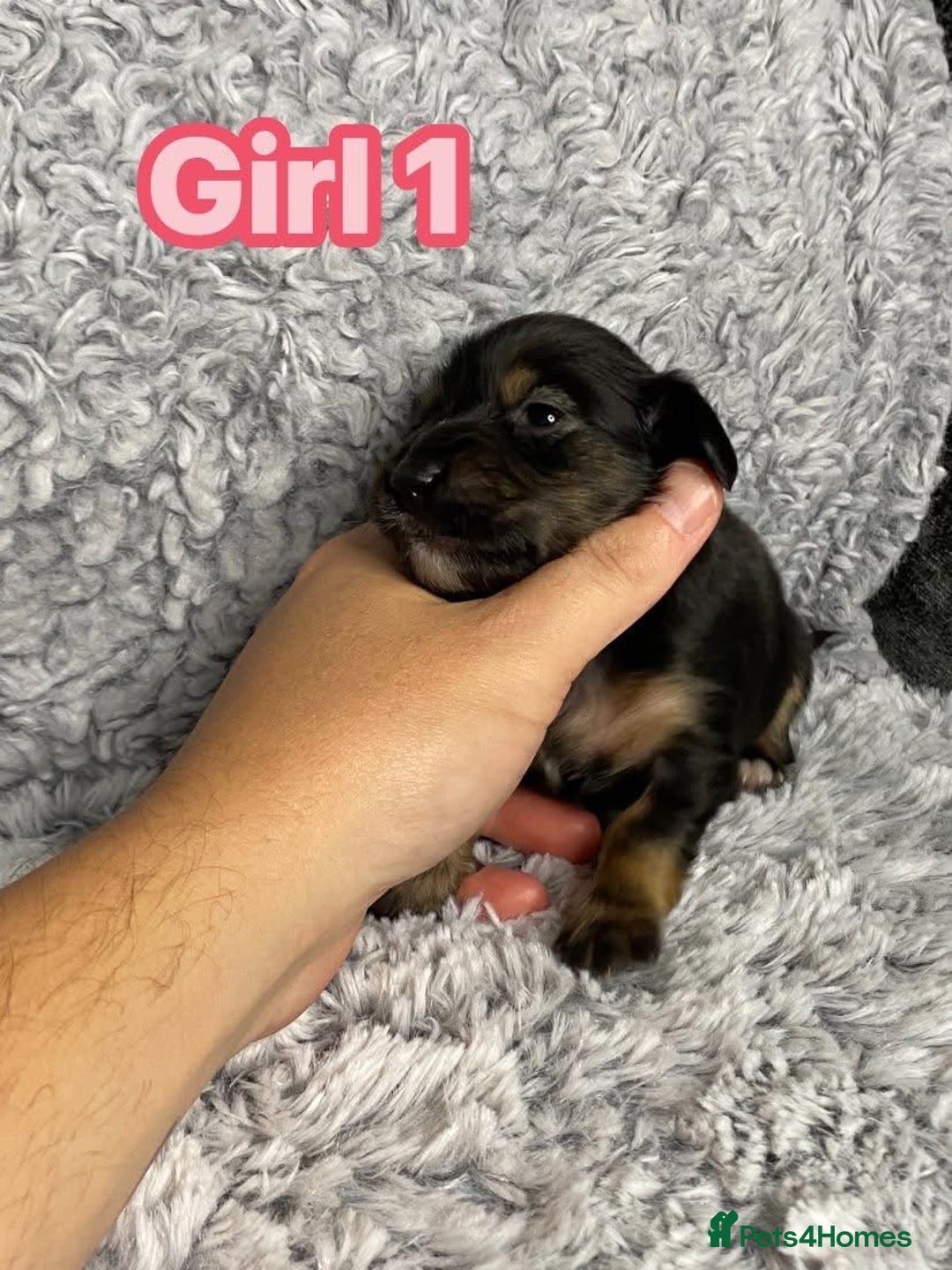 Dachshund dogs for sale: Long haired dachshunds - Image 13