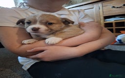 Jackapoo dogs for sale: Super Cute Jackapoo babies - Image 4