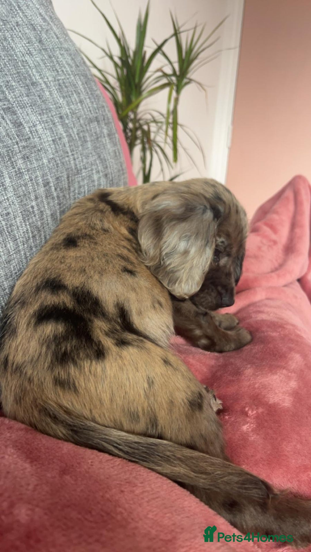 Cocker Spaniel dogs for sale: 2 Male Merle Cocker Spaniels - Image 9