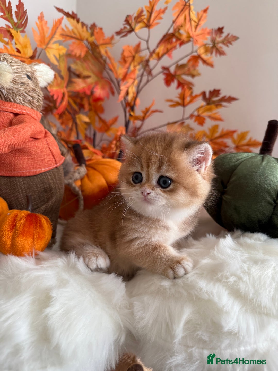 British Shorthair cats for sale: Golden British Shorthair  - Image 8