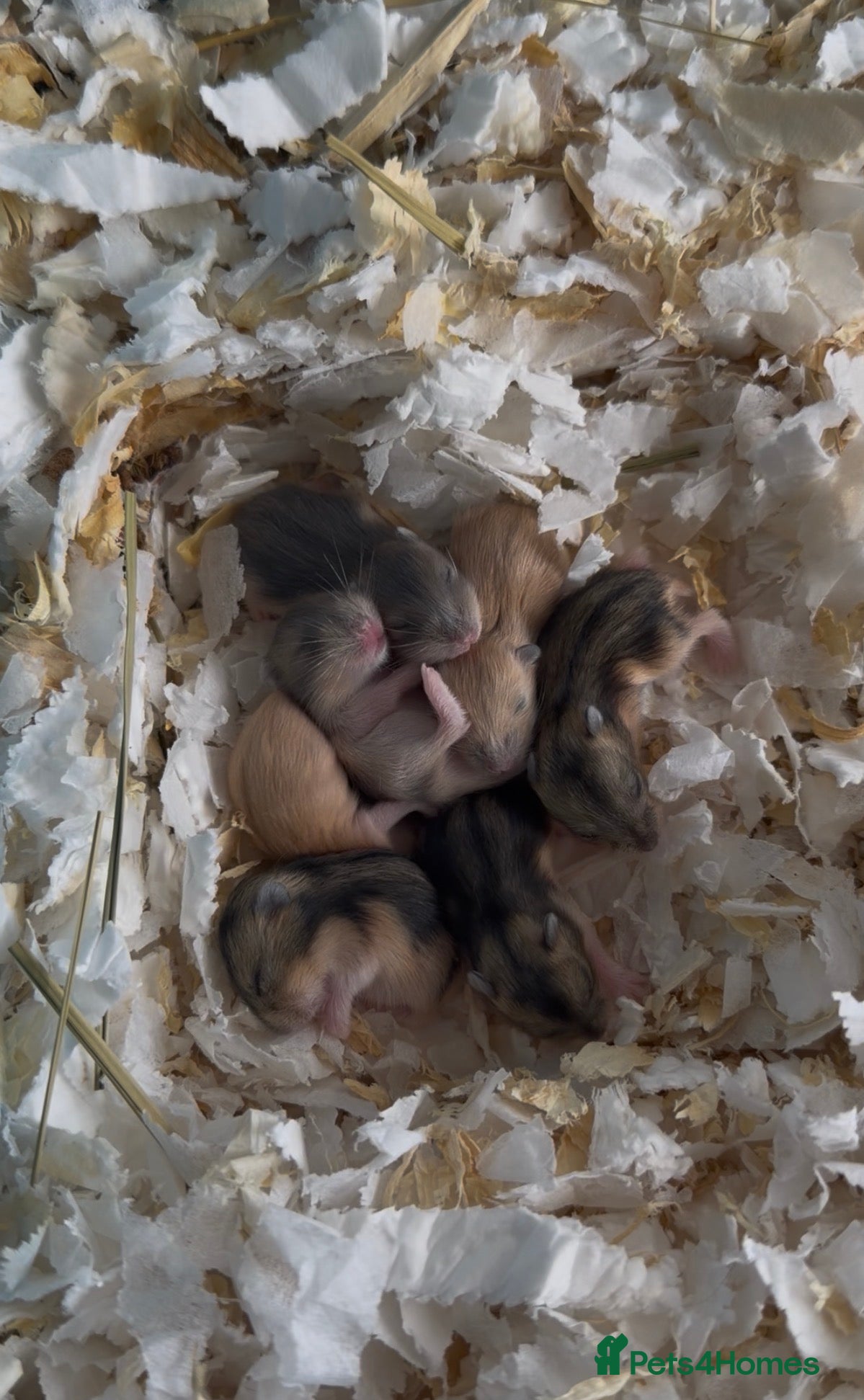 Hamster rodents Russian Dwarf Hamster  - Advert 6