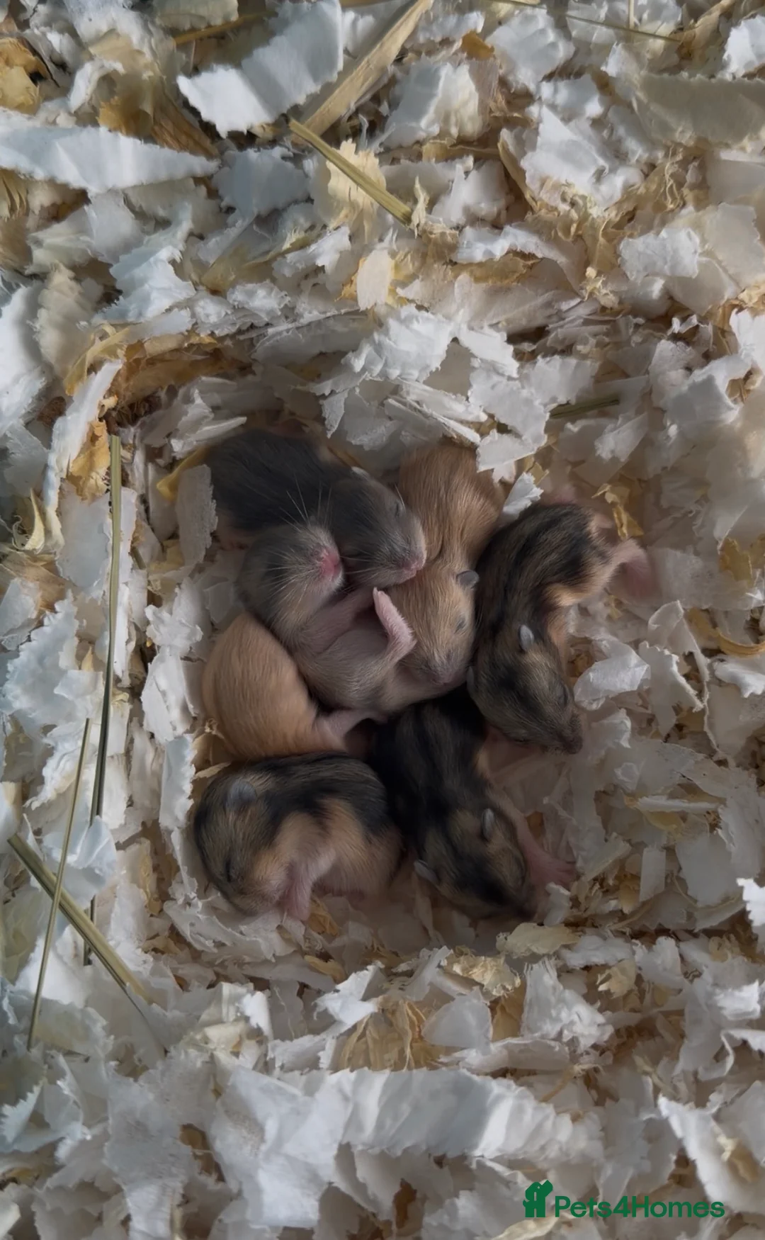 Hamster rodents for sale: Russian Dwarf Hamster  in Winchester - Advert 1