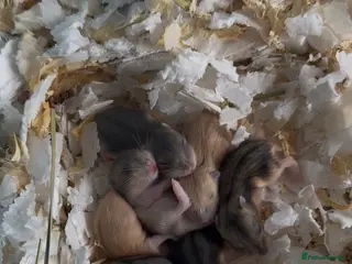 Hamster rodents Russian Dwarf Hamster - Advert 6