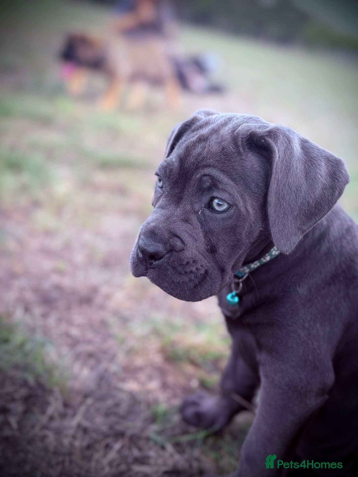 Cane Corso dogs 🐾 Balestra Magica Corso – Litter “K” 🐾 IKC/FCI - Advert 2