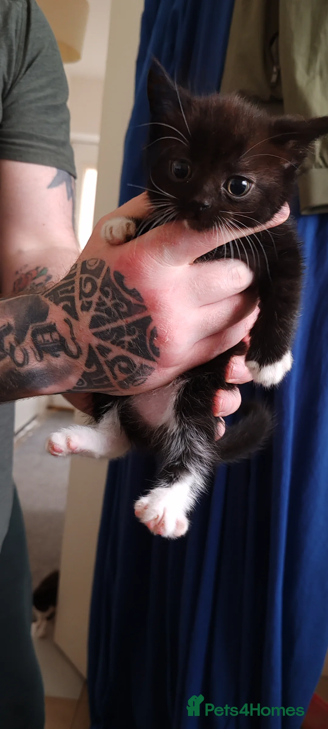 Mixed Breed cats for sale: 2 male kittens ready to leave - Advert 3
