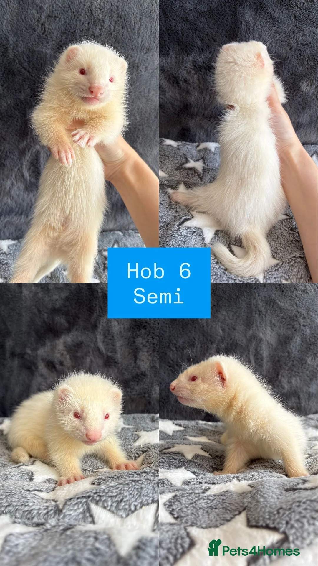 Ferret rodents for sale: PEDIGREE ANGORA FERRETS READY 4/7/26 - Advert 10