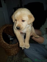 Labrador Retriever dogs - Advert 11