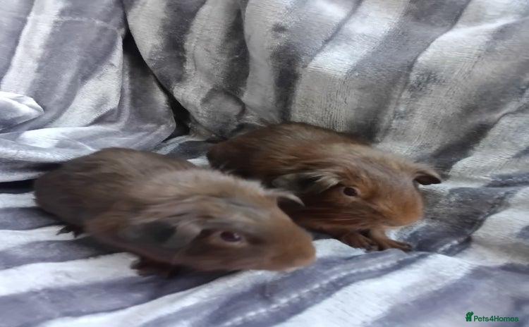 Guinea Pig rodents - Advert 18
