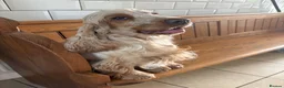 Cocker Spaniel dogs for sale: Show Type- from Proven Lines  - Advert 3