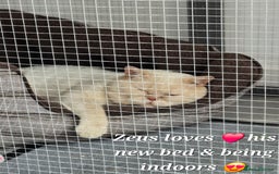 British Shorthair cats for stud: Zeus-Cream of the crop! GCCF/TICA reg  - Image 10