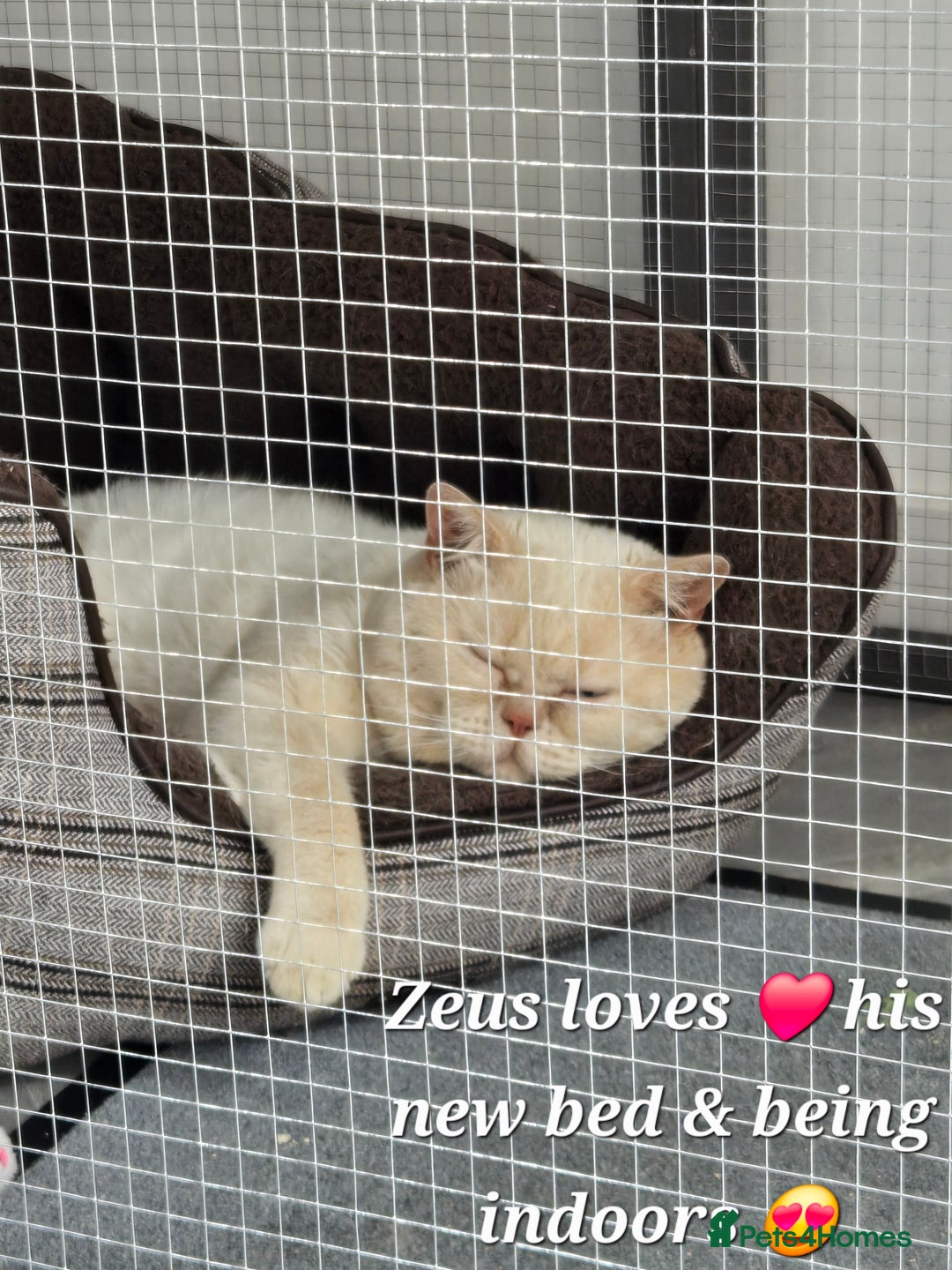 British Shorthair cats for stud: Zeus-Cream of the crop! GCCF/TICA reg  - Image 10