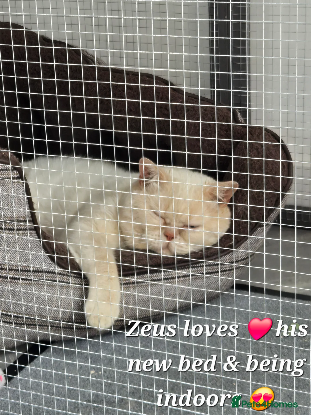 British Shorthair cats for stud: Cream of la crop! Blood group B. GCCF/TICA reg  - Advert 18