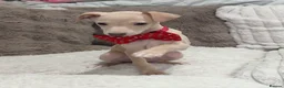Italian Greyhound dogs for sale: Gorgeous KC Italian Greyhound Puppies - Advert 17