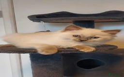 Ragdoll cats for sale: Male ragdoll - Image 4