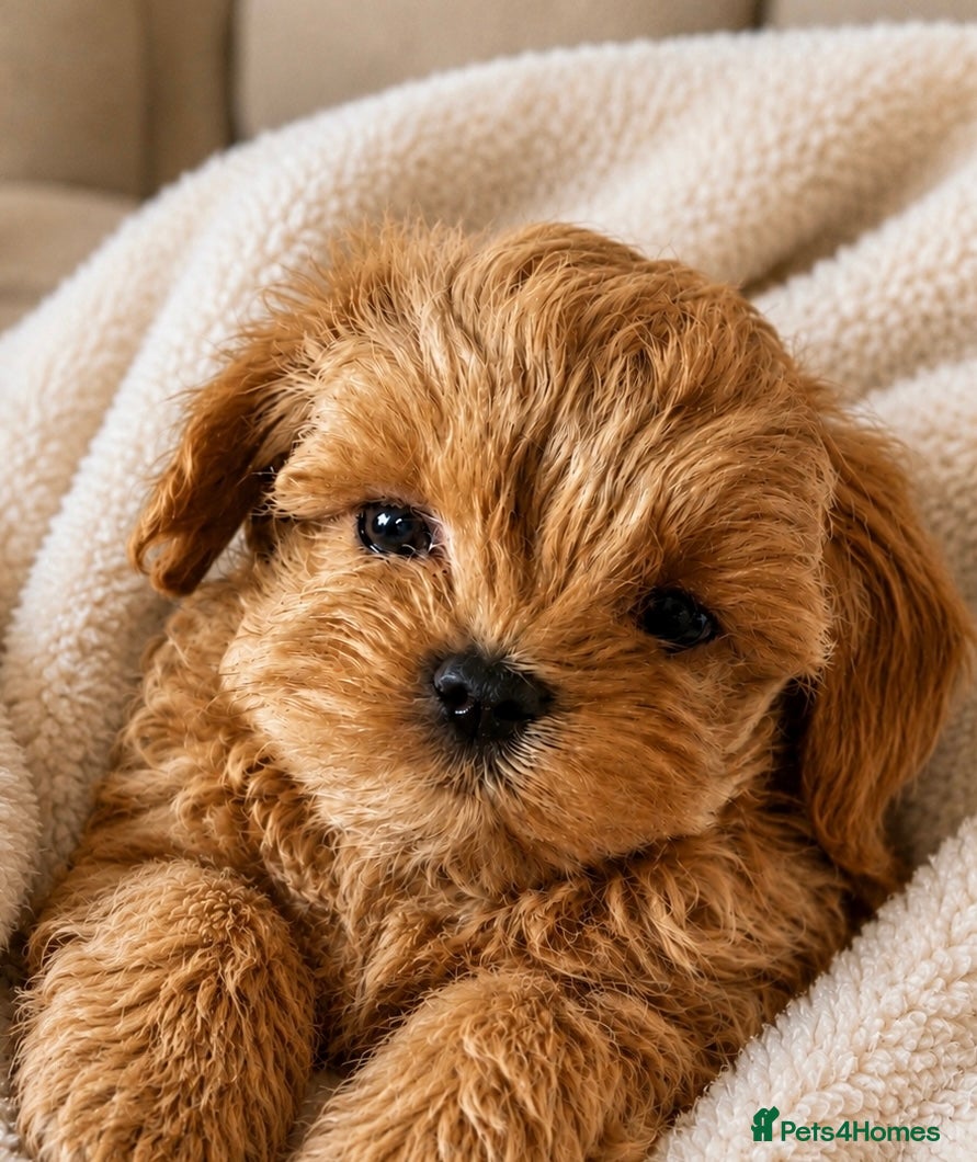 Maltipoo dogs Unique Asian Maltipoo puppies.DNA tested parents. - Advert 1
