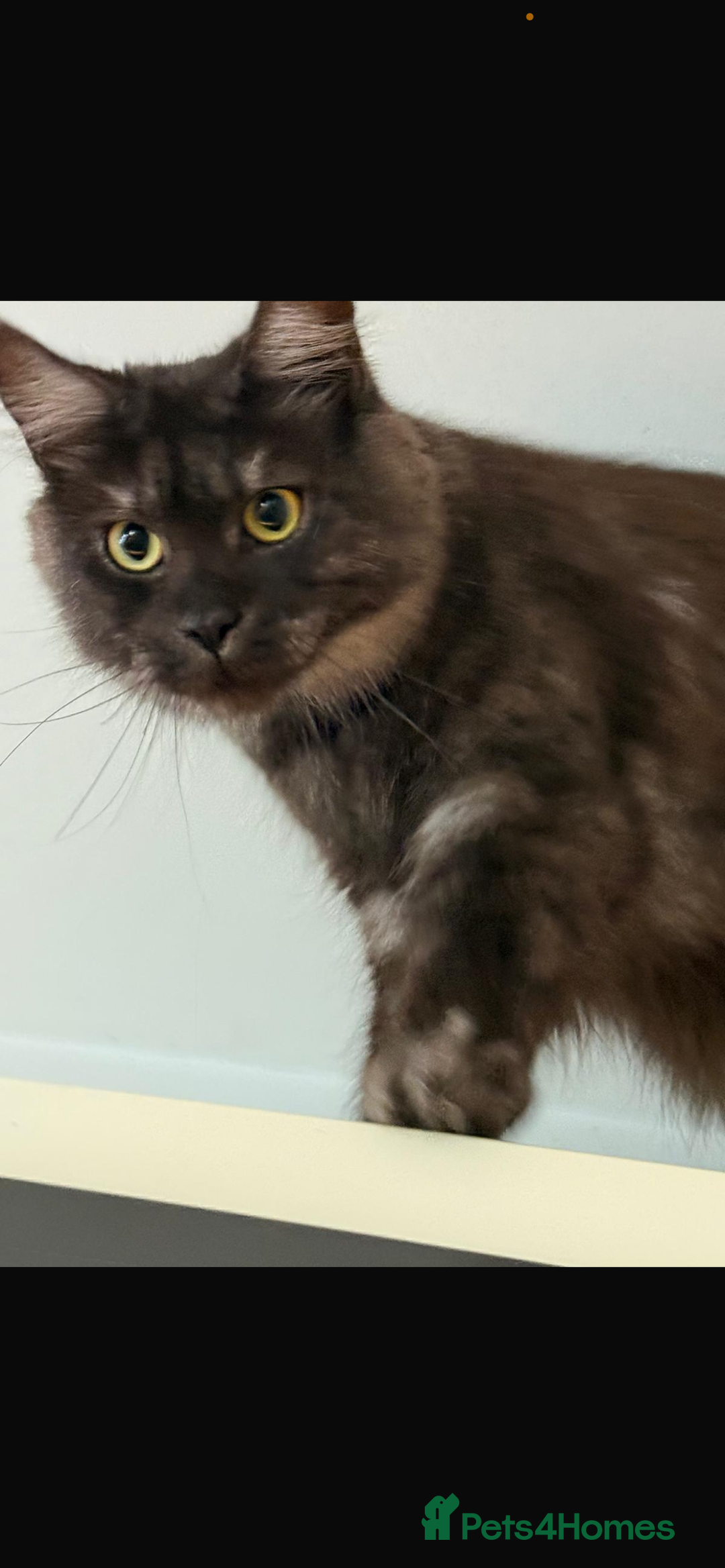 Maine Coon cats for sale: Maincoon queen  - Advert 3