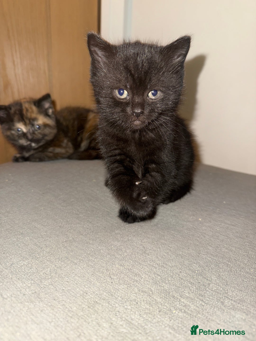 Mixed Breed cats for sale: 3 beautiful kittens  - Image 7