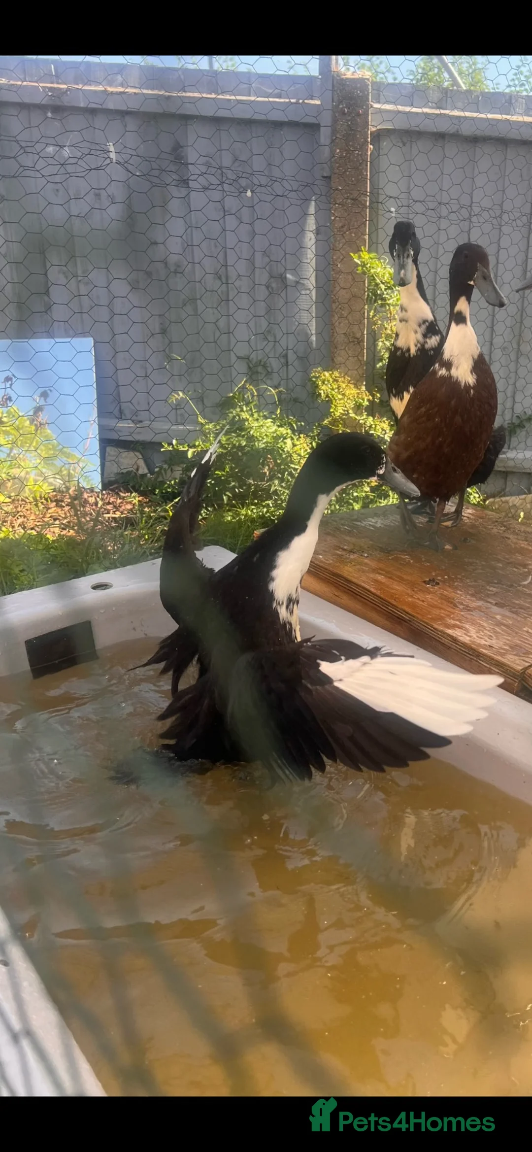 Ducks poultry for sale: 2 runner ducks  in Norwich - Advert 2
