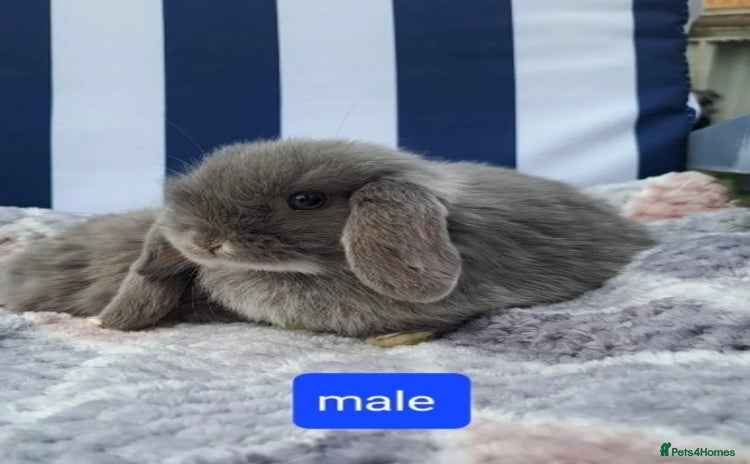 Mini Lop rabbits - Advert 4