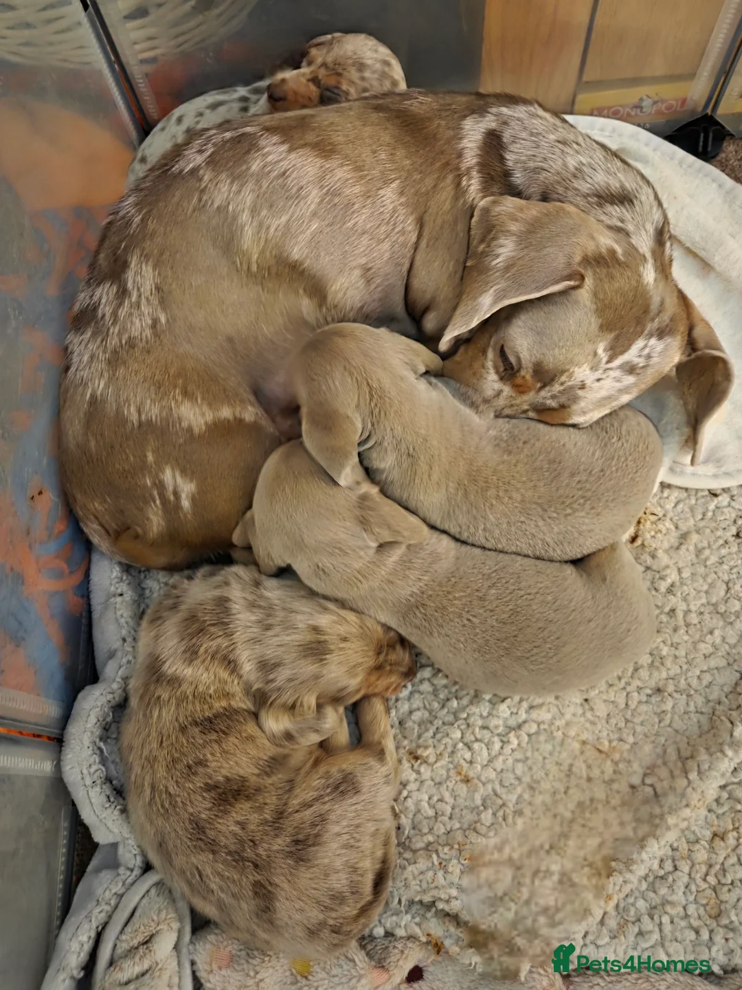 Miniature Dachshund dogs for sale: Beautiful kc reg miniature dachshunds in Saint Leonards-on-sea - Advert 2