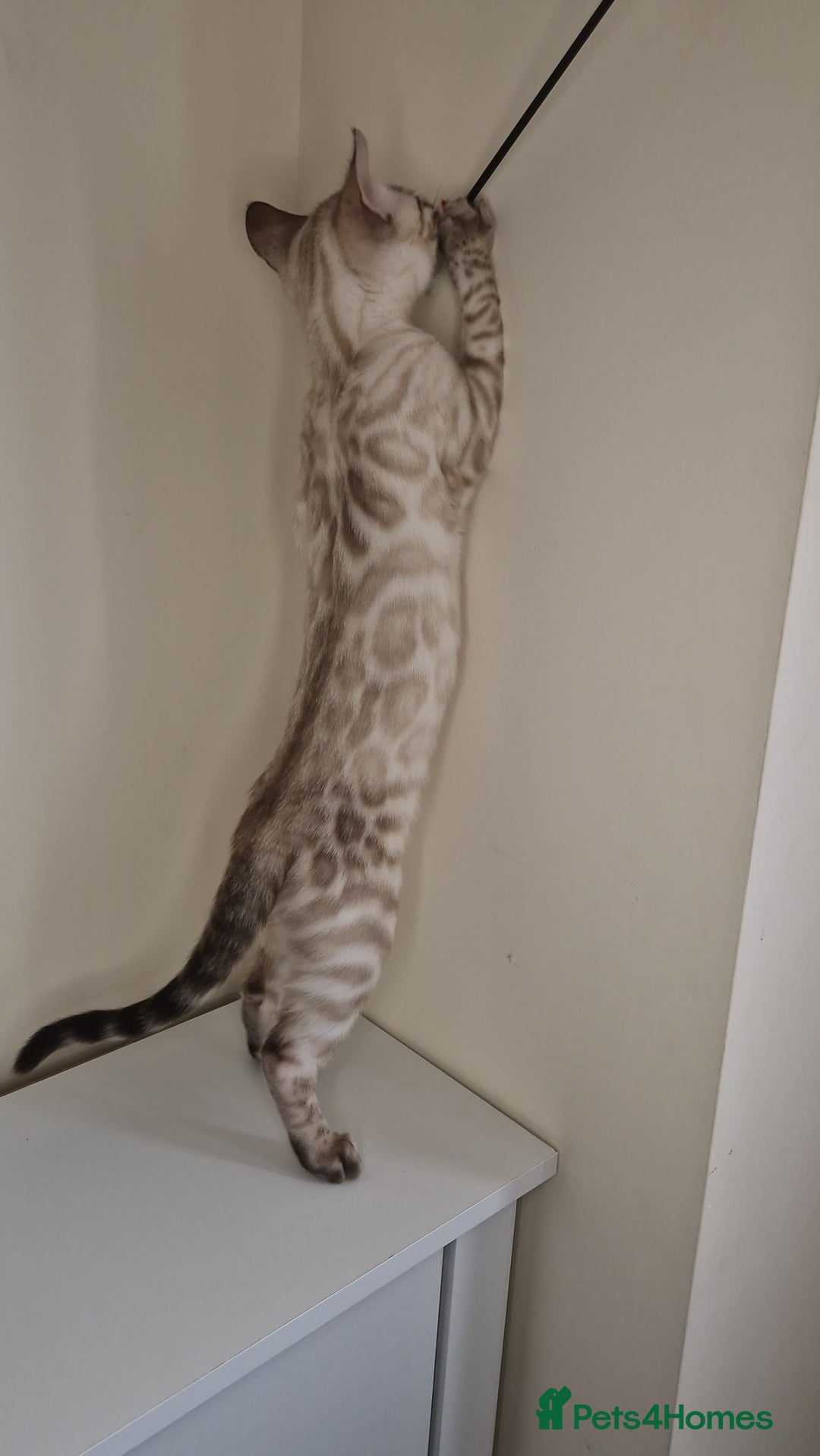 Bengal cats for sale: Snow Silver Glittered Bengal girl. - Advert 9