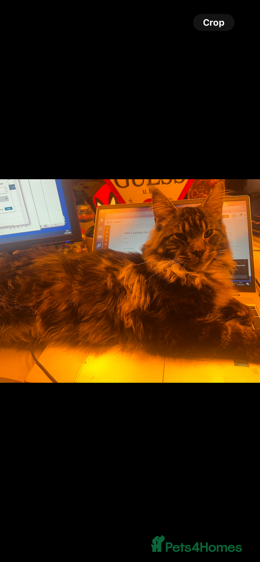 Scottish Fold cats for sale: Beautiful Scottish Fiold/Maine Coon  - Image 10