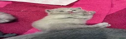 British Shorthair cats for sale: British Short Hair Kittens - Advert 6