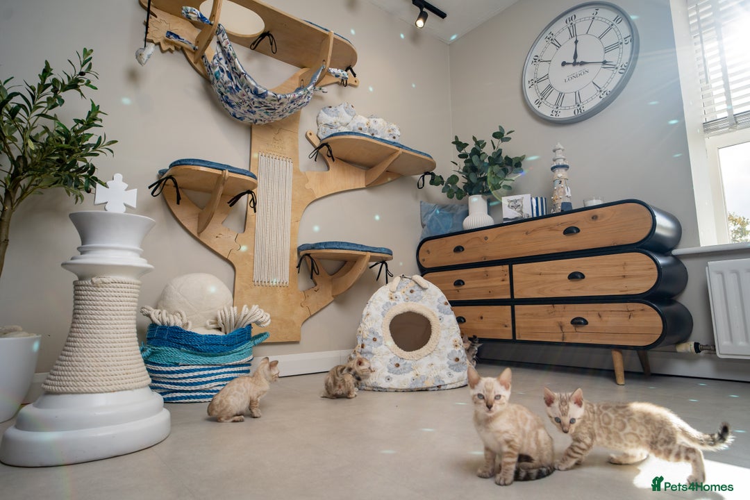 Bengal cats for sale: FRANCO- Snow Bengal Boy- Excellent traits-TICA reg - Advert 36