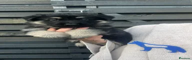 German Shepherd 8