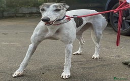 Greyhound dogs for adoption: Gorgeous girl Mary wants a loving forever home - Image 2