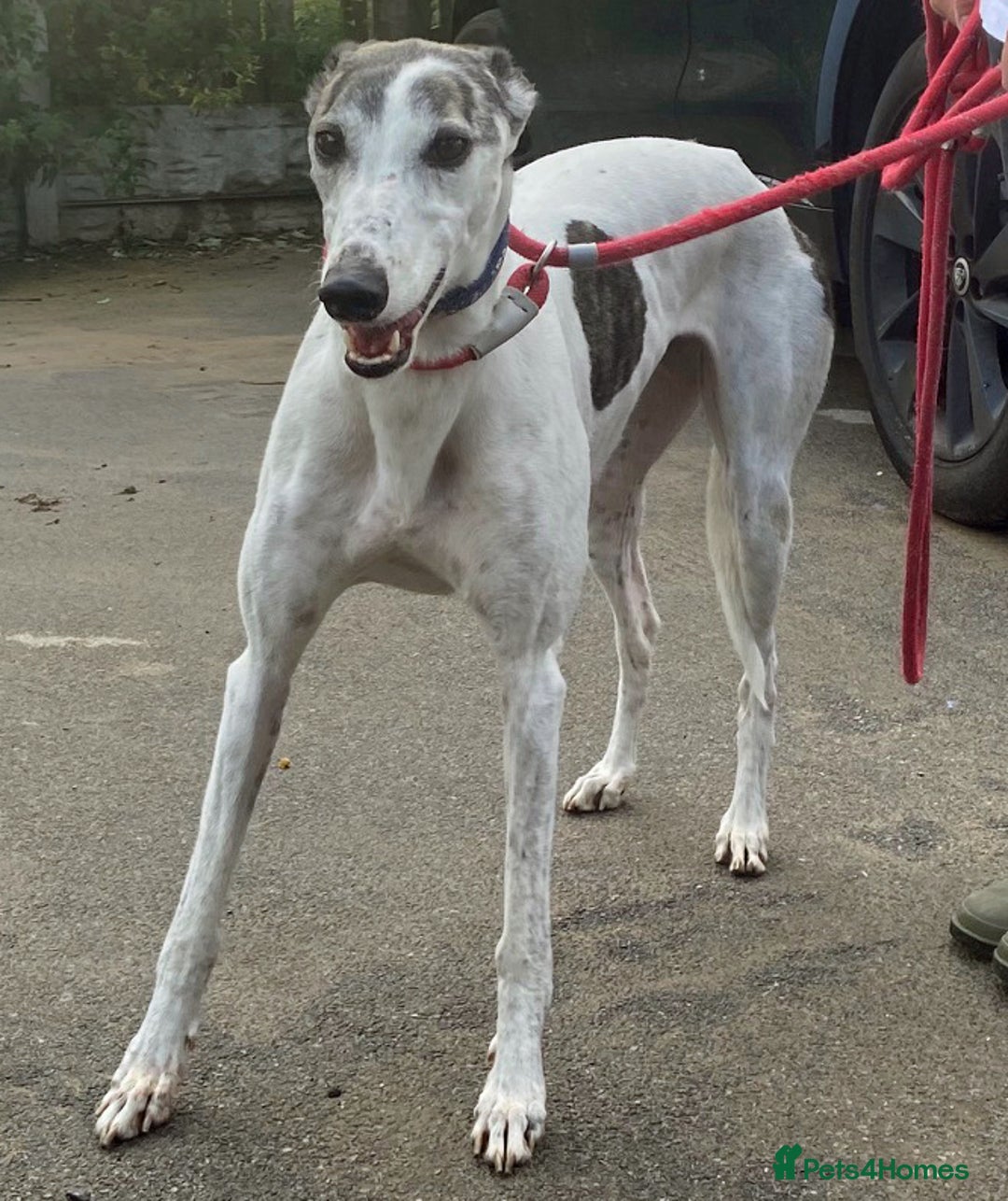 Greyhound dogs for adoption: Gorgeous girl Mary wants a loving forever home - Image 2