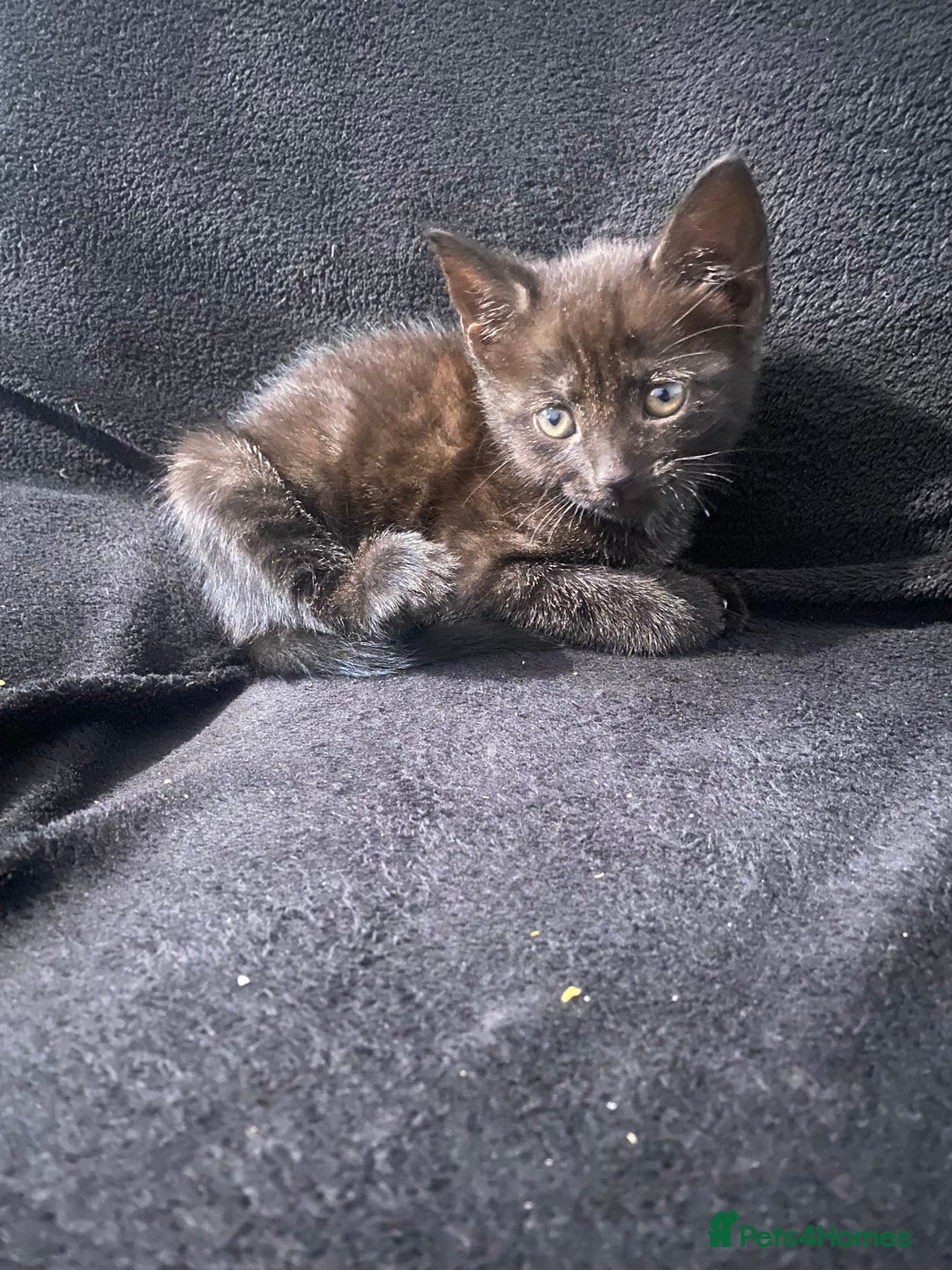 Bombay cats for sale: kitten for sale - Image 2