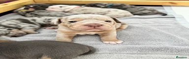 Old Tyme Bulldog Puppy 6 ( red collar)