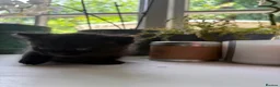 Mixed Breed cats for sale: Kittens - Advert 2
