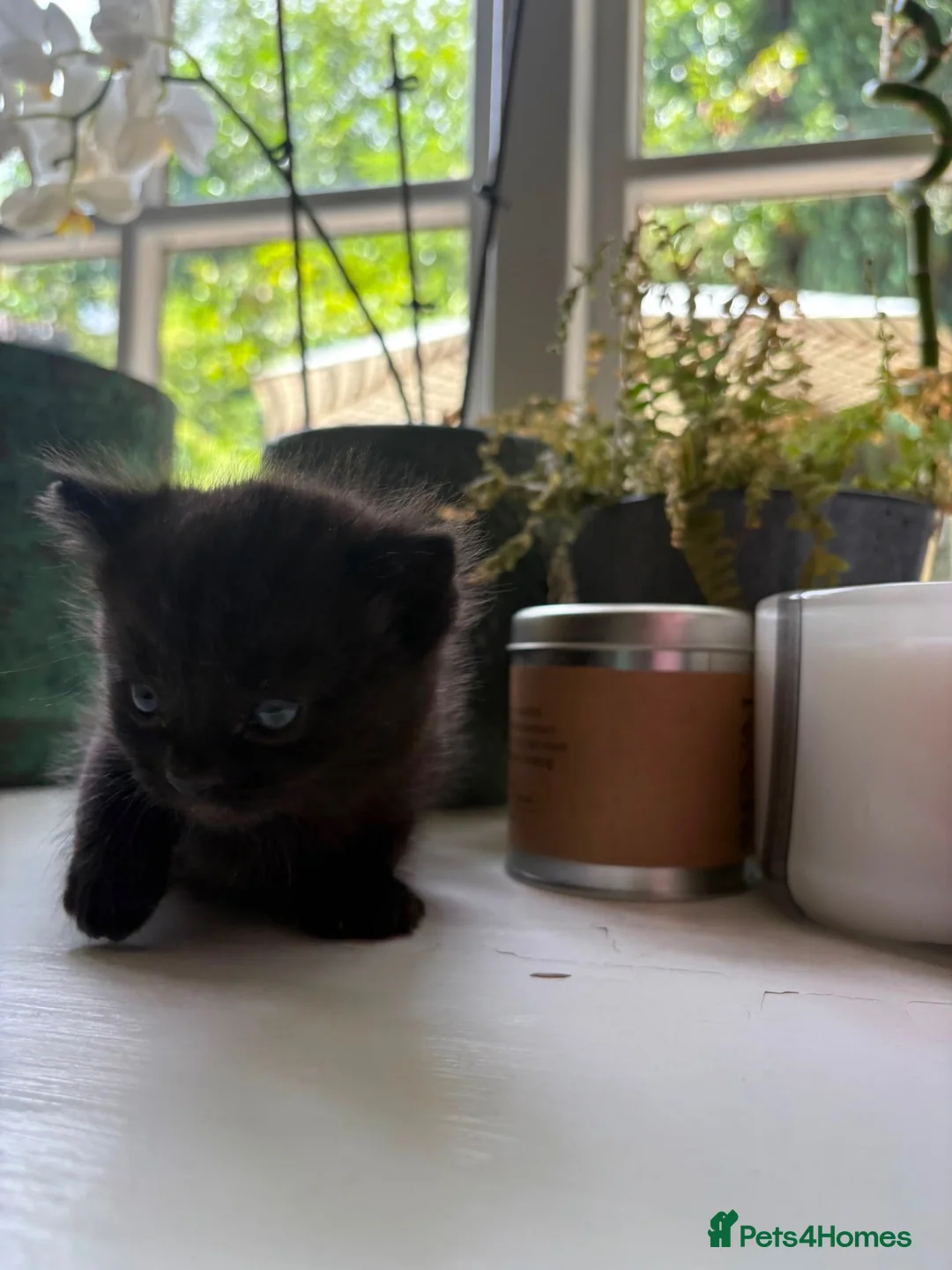 Mixed Breed cats for sale: Kittens - Advert 2