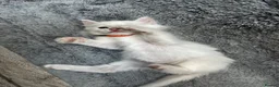 Turkish Angora cats for sale: Turkish Angora Long-hair kittens - Advert 14