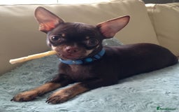 Chihuahua dogs for sale: Chihuahua puppies Tiny qty 2 remain - Image 7