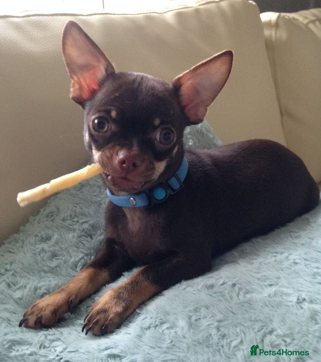 Chihuahua dogs for sale: Chihuahua puppies Tiny qty 2 remain - Image 7