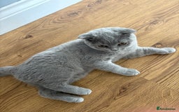 Scottish Fold cats for sale: Stunning Boy Scottish Fold Kitten in Herne Bay - Image 7