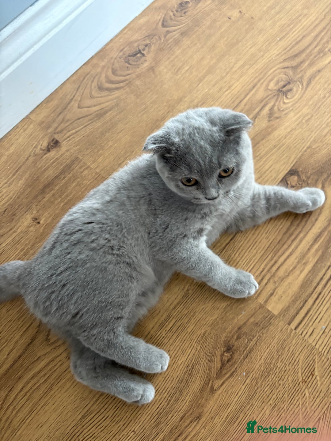 Scottish Fold cats for sale: Stunning Boy Scottish Fold Kitten in Herne Bay - Image 7