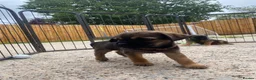 Border Terrier dogs for sale: ⭐️ KC BORDER TERRIERS, READY TO LEAVE NOW - Advert 20