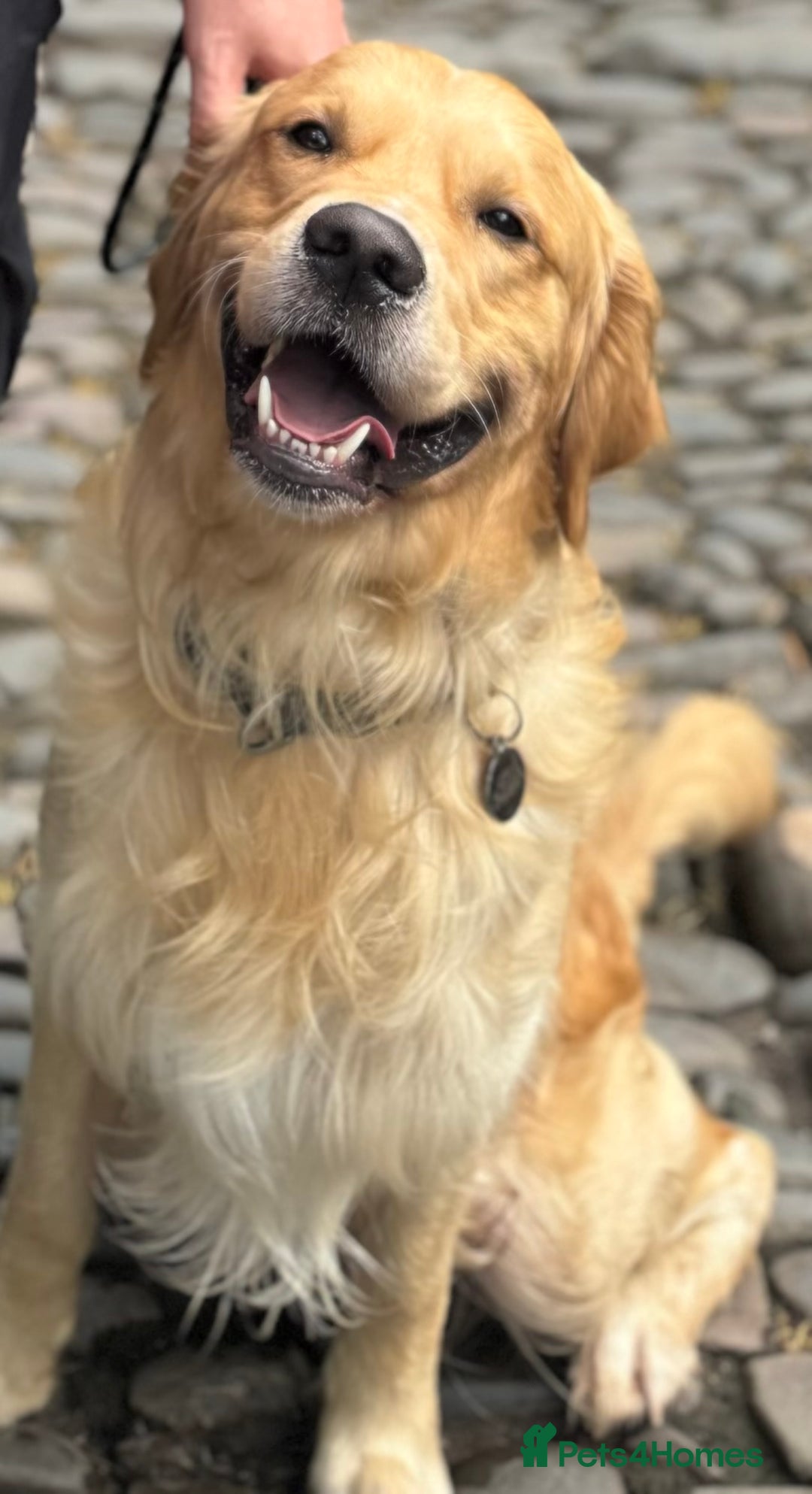 Golden Retriever dogs for stud: Beautiful KC Registered Golden Retriever Stud - Image 9