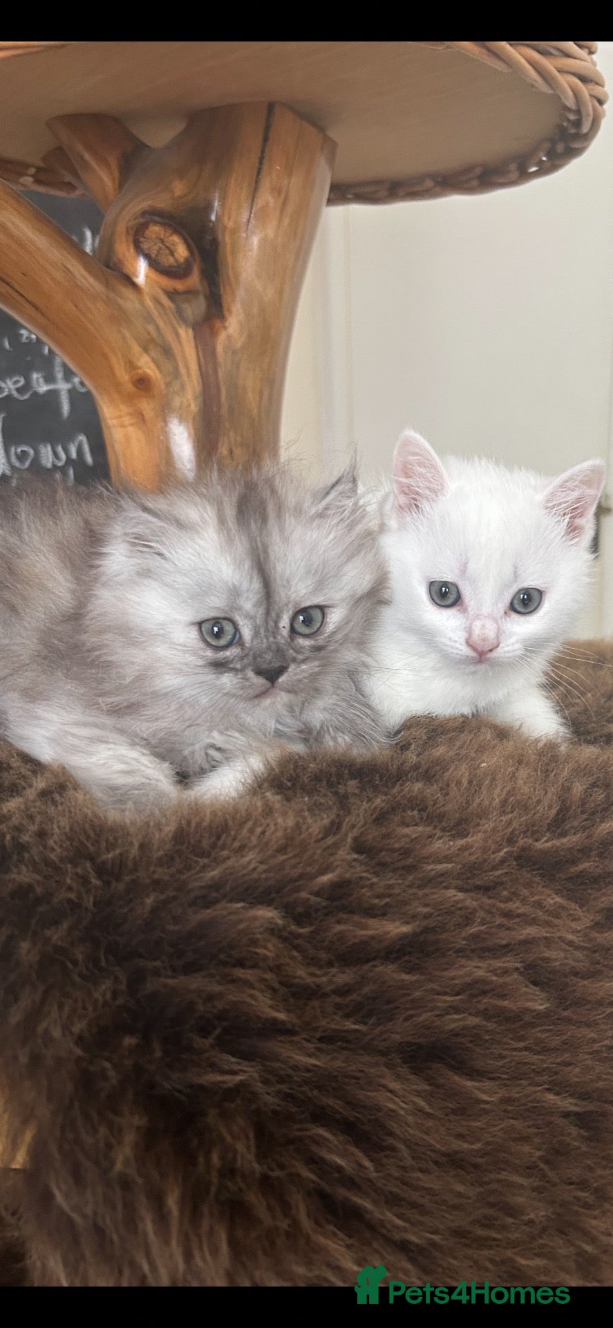 Mixed Breed cats for sale: Amazing Personalities  - Advert 2