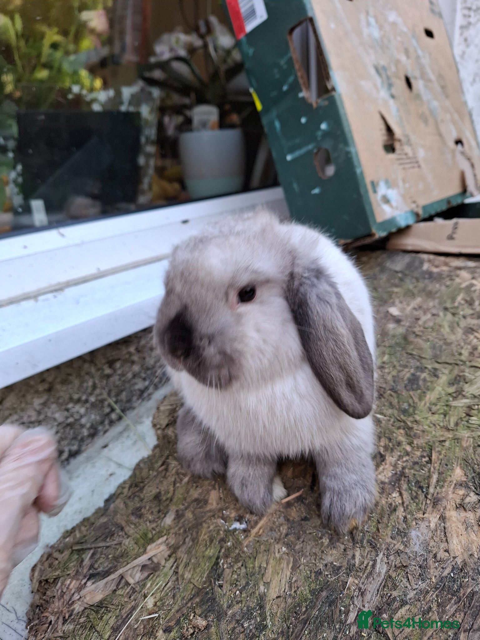 Mini Lop rabbits Mini Lops and Mini Lion Lops - Advert 11