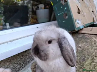 Mini Lop rabbits Mini Lops and Mini Lion Lops - Advert 11